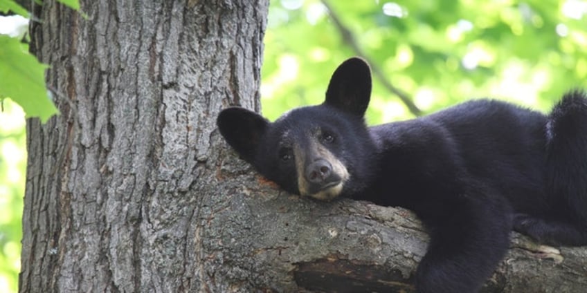 new mexico game commission will consider increasing hunting limits for black bears