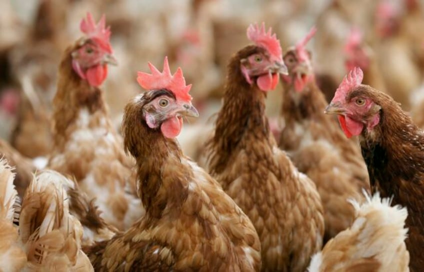 new organic rules announced by usda tighten restrictions on livestock and poultry producers