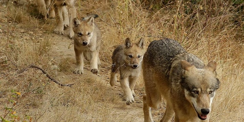 new pack of endangered gray wolves identified in california