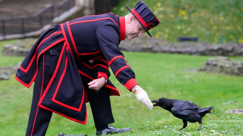 Barney Chandler, newly appointed ravenmaster feeds one of the ravens at The Tower of London