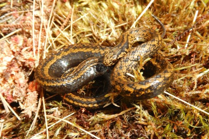 new species of snake found in peru named after harrison ford