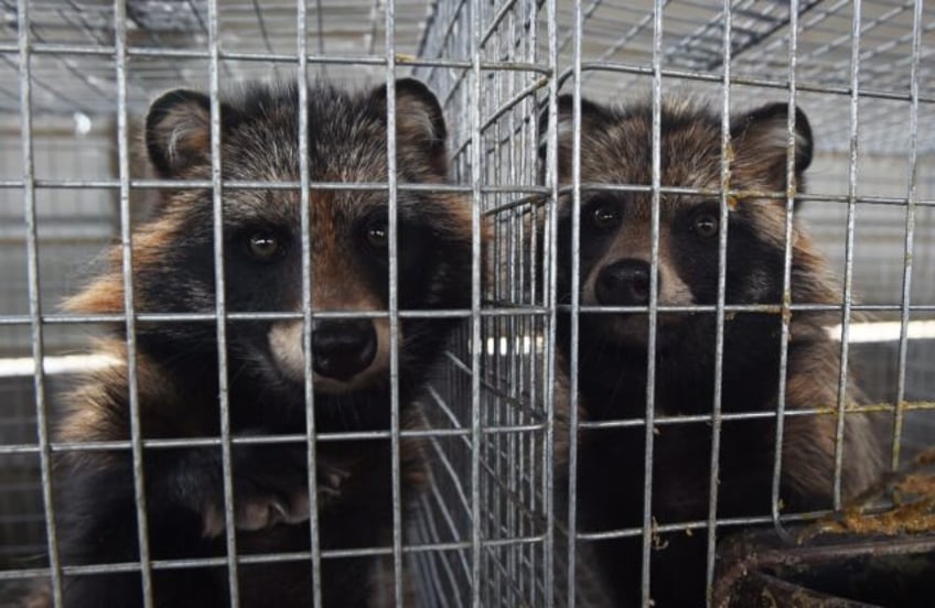 Raccoon dogs were at the Chinese market where Covid is suspected to have originated, a new