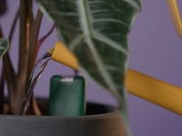 New technology makes it nearly impossible to kill house plants