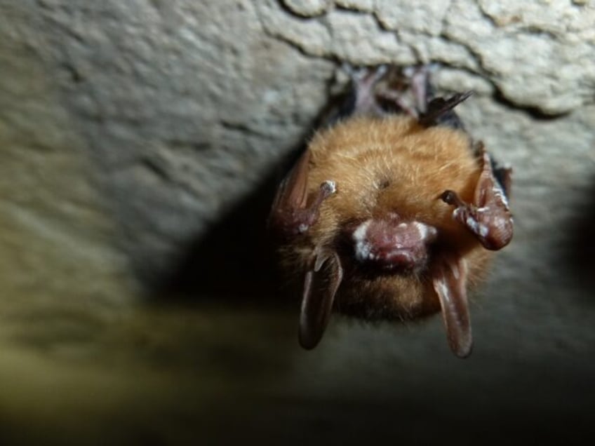 A tricolored bat with white-nose syndrome on its snout and wings is seen at Mammoth Cave N