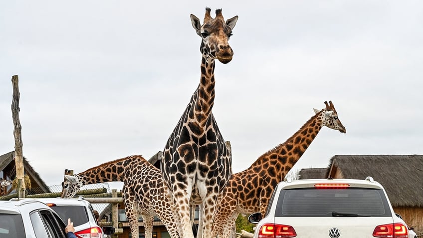 giraffes at indoor safari