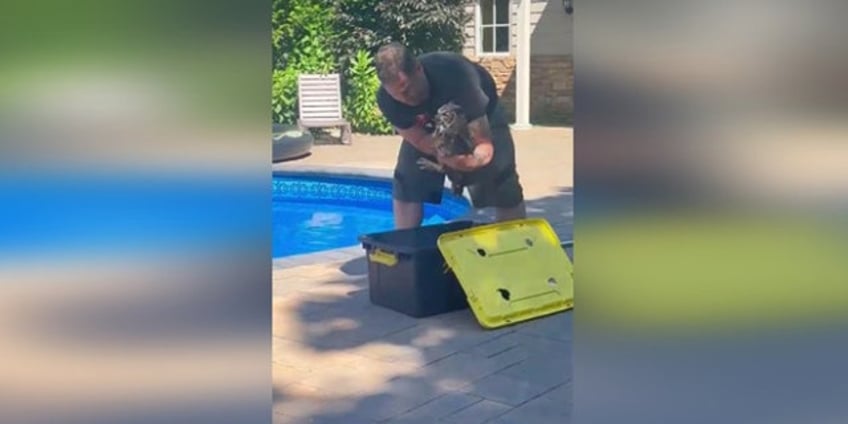 new york animal rescue organization saves owl from drowning in residential pool video shows