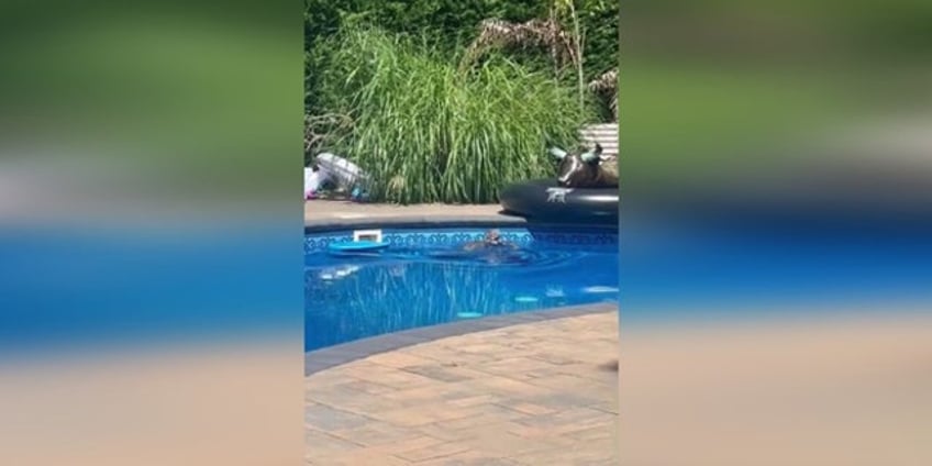 new york animal rescue organization saves owl from drowning in residential pool video shows