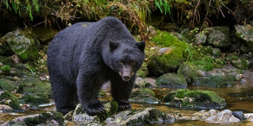 new york boy 7 attacked by bear in westchester county officials