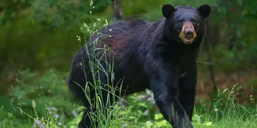 new york boy 7 attacked by bear in westchester county officials