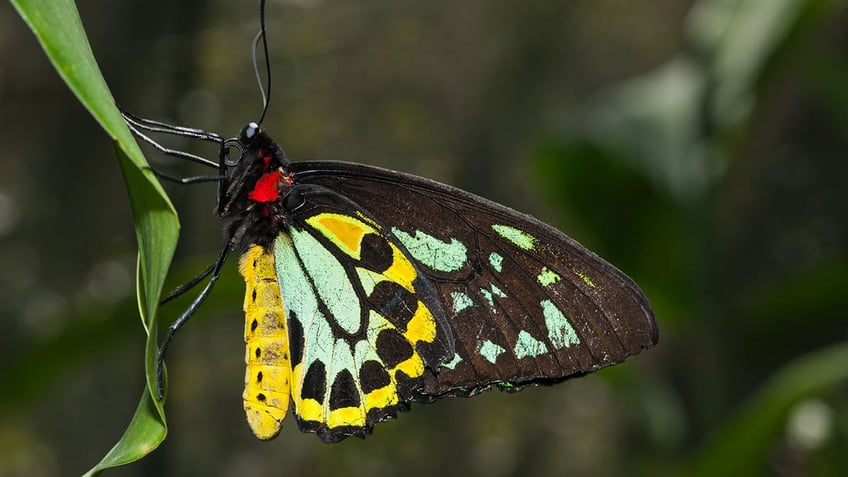 Birdwing butterfly