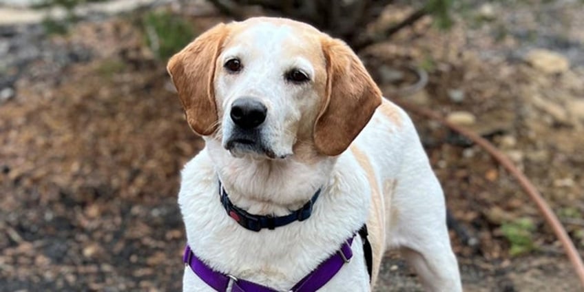 new york dog nicknamed shadow is up for adoption pooch wants to be by your side