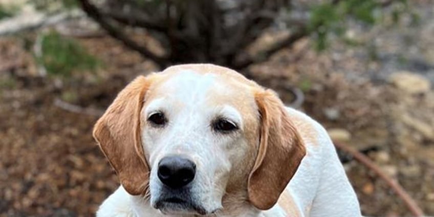 new york dog nicknamed shadow is up for adoption pooch wants to be by your side