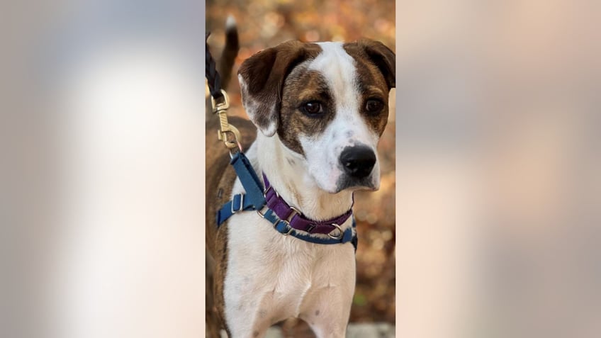 new york dog who loves to play fetch and go to the beach is up for adoption meet bo