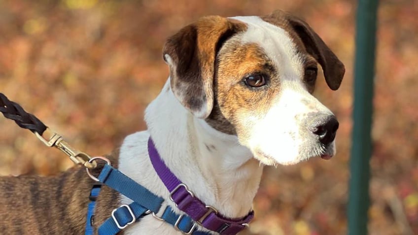 new york dog who loves to play fetch and go to the beach is up for adoption meet bo