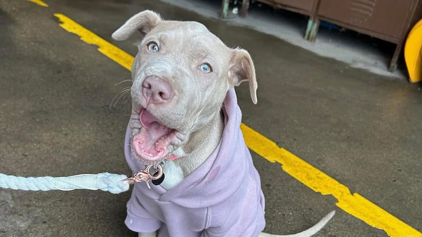 Auburn-rescue-dog-smiling