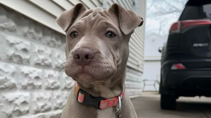 adopted-dog-looking-out