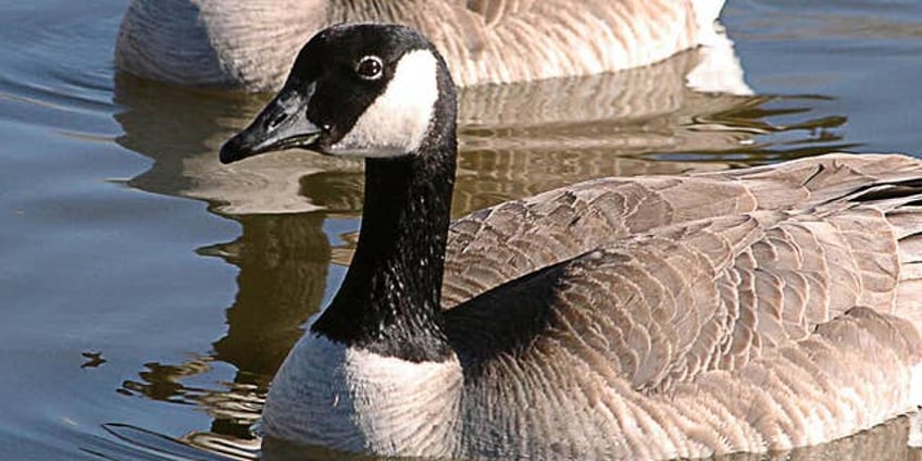 new york golfer accused of beating goose to death with club