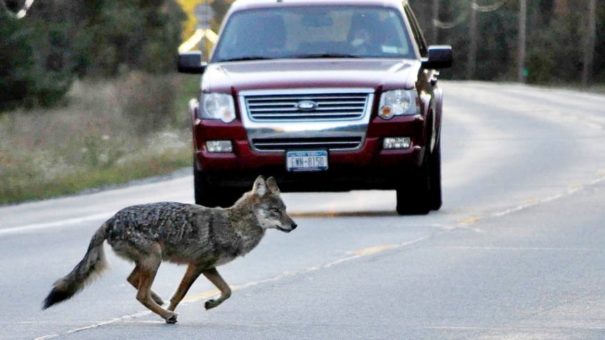 new york gov kathy hochul considers ban on hunting contests that target coyotes rabbits raccoons