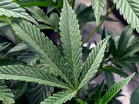 New York governor orders probe of marijuana licensing program 'disaster' amid black market surge