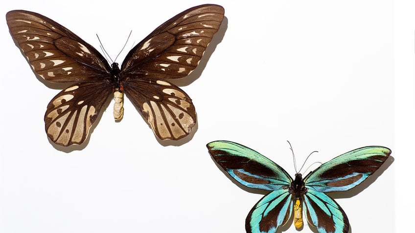 new york man charged for allegedly smuggling 200k of rare butterflies selling them on ebay etsy