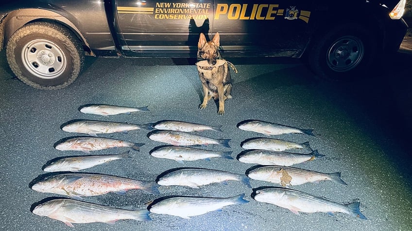 K9-Cramer-with-striped-bass