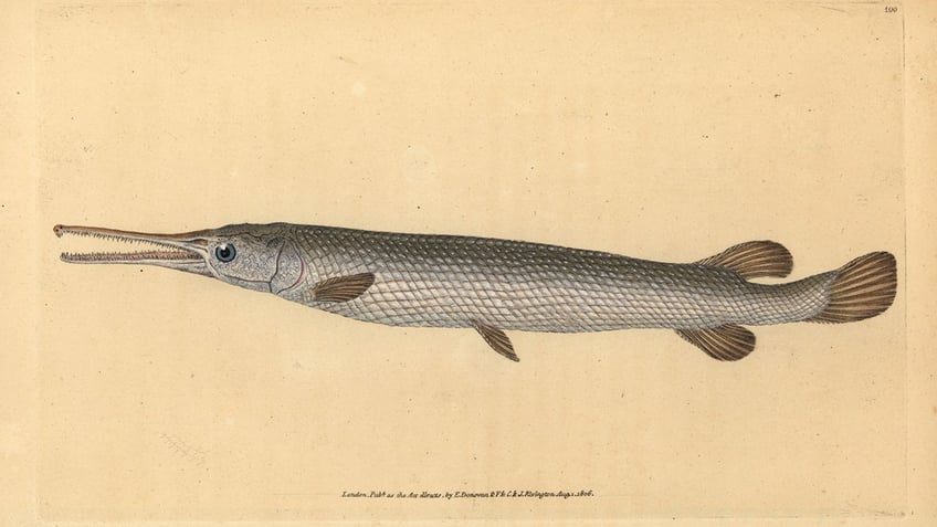 Illustration of longnose gar