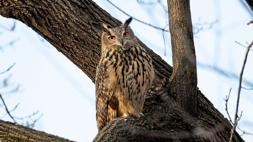 Flaco the Owl