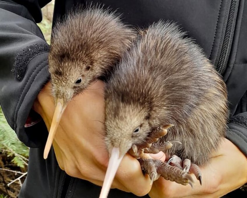 Kiwi chicks have been born in the wilds around Wellington for the first time in more than