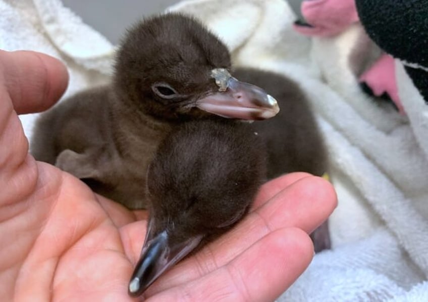 new zealand probes mystery illness killing rare penguins