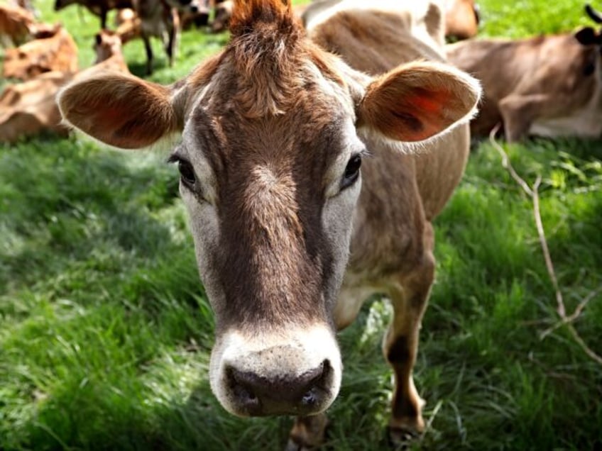 FILE - A Jersey cow feeds in a field in Iowa, May 8, 2018. (AP Photo/Charlie Neibergall, F