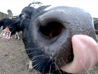 New Zealand scraps plan to tax livestock burps, farts