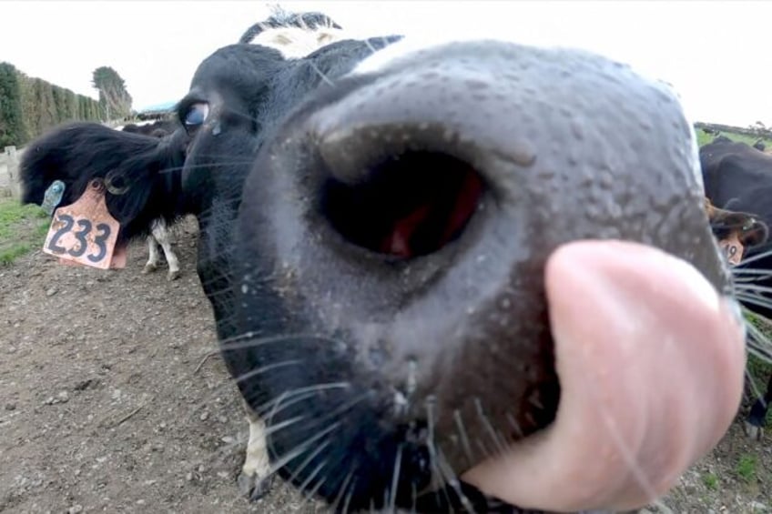 Just under half of New Zealand's emissions come from agriculture, with cattle the main cul