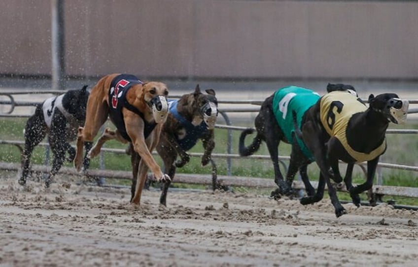 File picture from Melbourne Greyhound Park in 2018