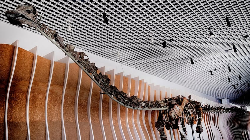 A dinosaur skeleton is displayed at the Natural History Museum's new welcome center.