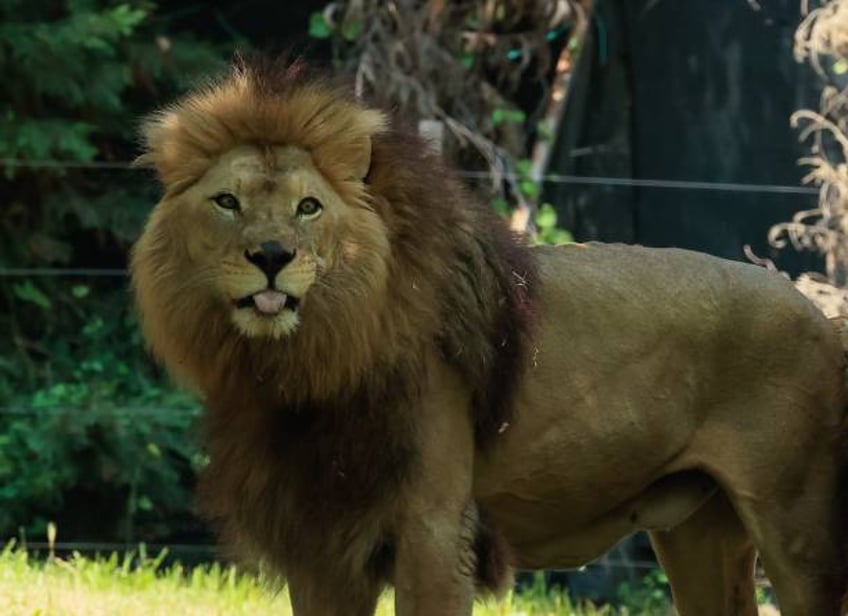 nfl shoots down detroit lions coach dan campbells request to bring live lion to sidelines