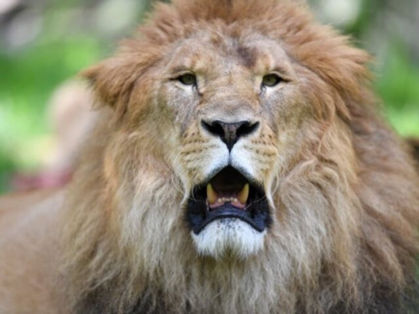 nfl shoots down detroit lions coach dan campbells request to bring live lion to sidelines