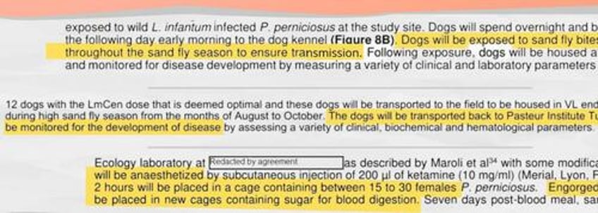 nih scrambled after zerohedge report on fauci beagle experiments scrubbed database then fed wapo disinformation