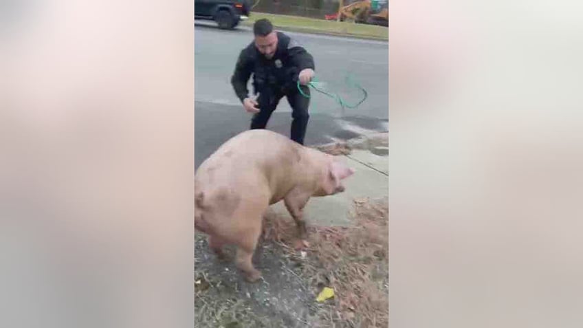 nj officers apprehend runaway pig named albert einswine