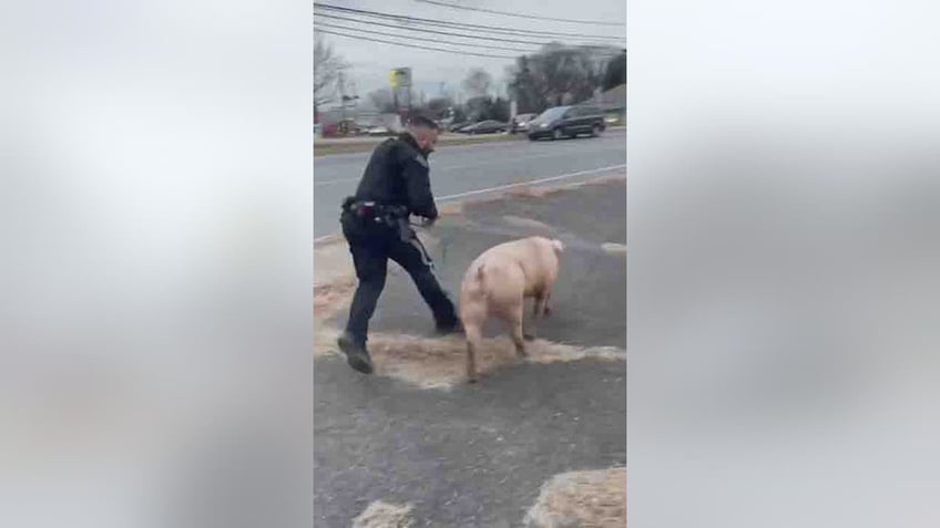 nj officers apprehend runaway pig named albert einswine