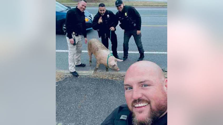 nj officers apprehend runaway pig named albert einswine