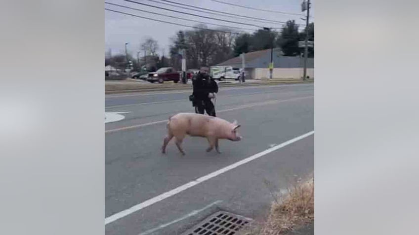 nj officers apprehend runaway pig named albert einswine