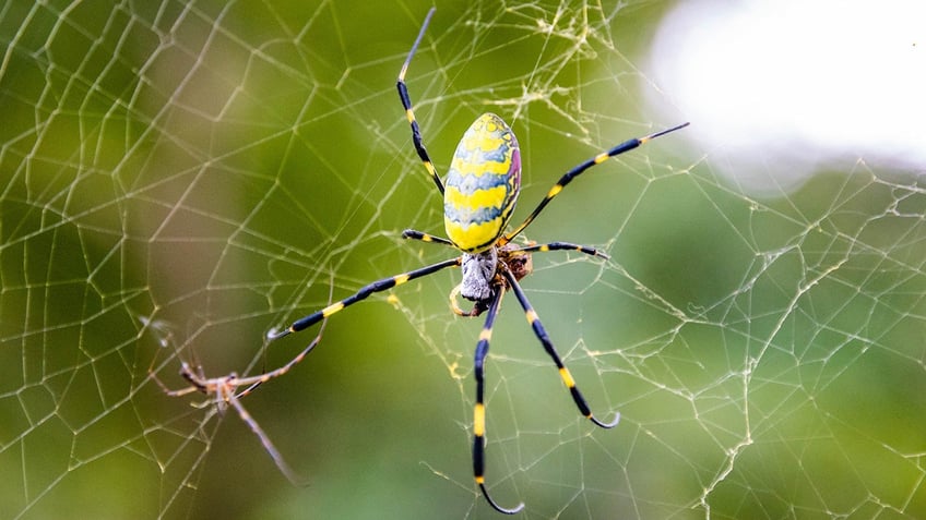 Joro spider in web