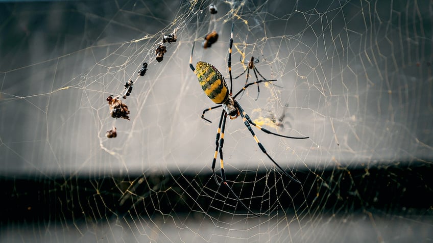 joro spider in web