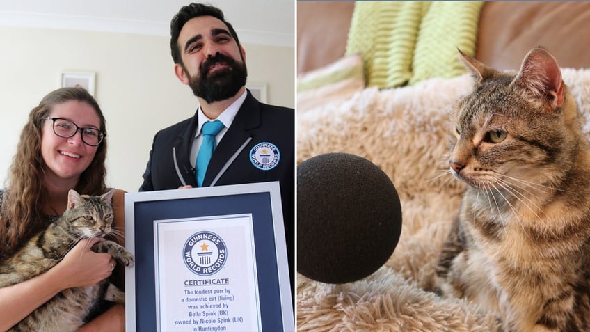 noisy cat sets new guinness world record for loudest purr