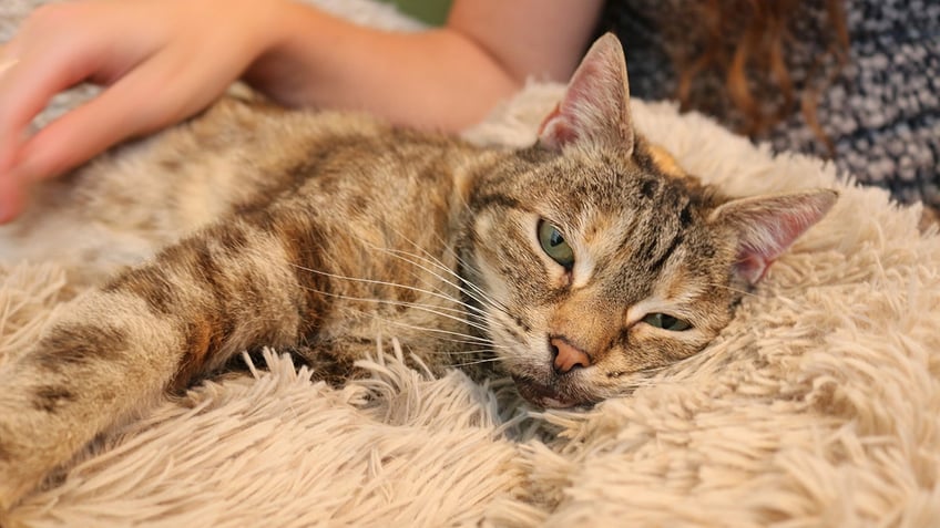 noisy cat sets new guinness world record for loudest purr