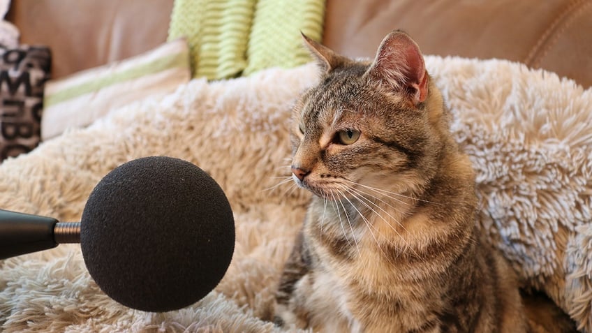 noisy cat sets new guinness world record for loudest purr