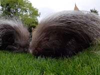 Nolina the porcupine celebrates huge birthday at Oregon Zoo: 'Looking sharp'