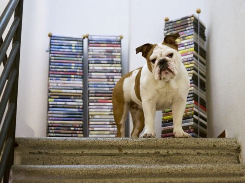 DVD collection and dog