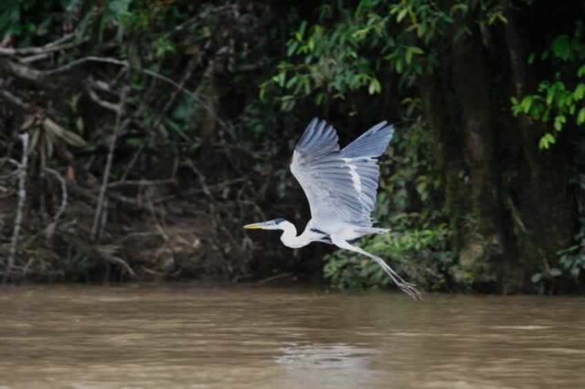 north american birding group to ditch names honoring racists others