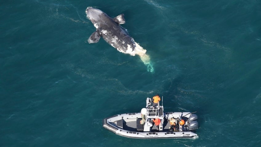 Carcass of North Atlantic right whale